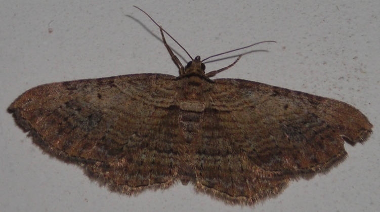 Horisme tersata (Geometridae)